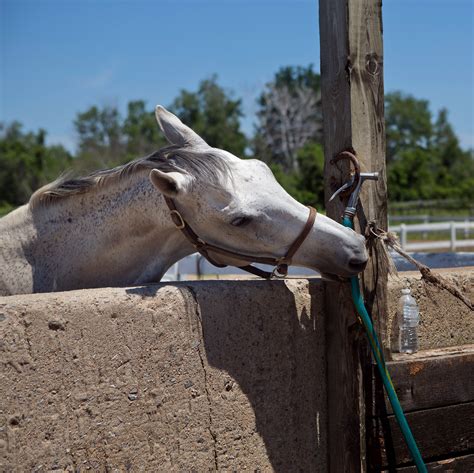 Riding Lessons and Info at Jamaica Bay Riding Academy 16