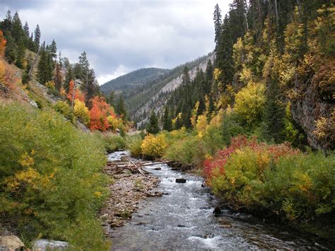 Bushes along Swift Creek: Periodic Spring, Wyoming