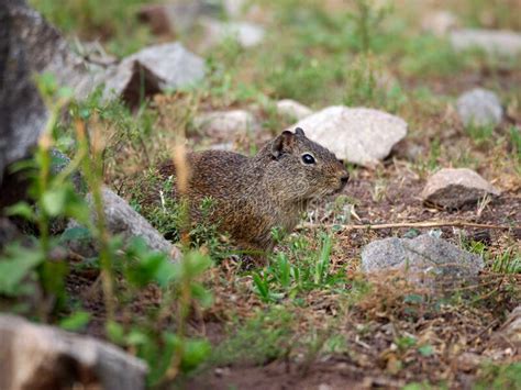 Southern Mountain Cavy in Habitat Stock Photo - Image of gray, zoology: 5247656