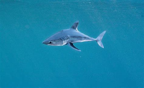 Porbeagle Shark - Ocean Animals