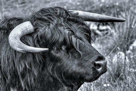 Highland Cattle Black Bull Photograph by Derek Beattie