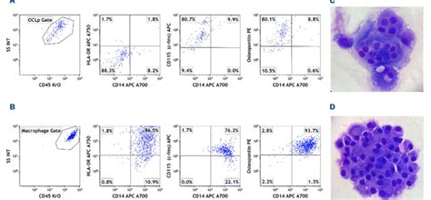 Immunophenotypic And Morphologic Characterization Of Culture Grown