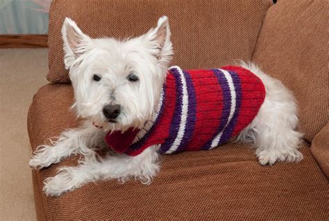 Knitted Dog Sweaters to Keep Your Pooch Warm