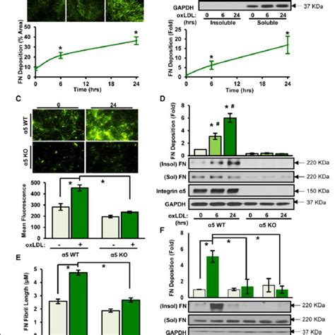 α5β1 mediates oxLDL oxidized low density lipoprotein induced FN