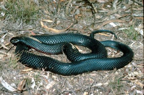 Species Profile—pseudechis Porphyriacus Red Bellied Black Snake