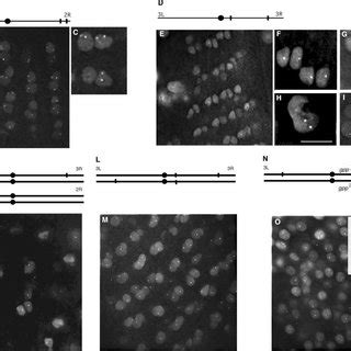 Long Distance Interaction Of Mcp Elements In Live Eye Disk Nuclei