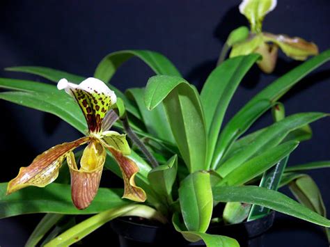 Paph Insigne Var Forstermannii Vs Paph X Nitens