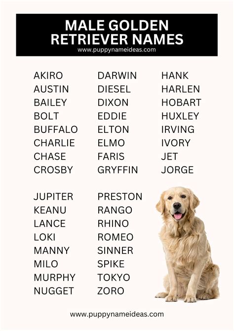 445+ Golden Retriever Names (With Meanings)