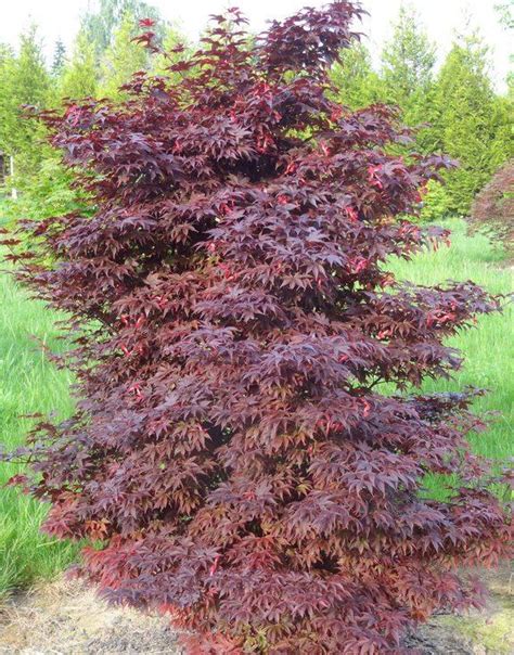 Red Sentinel Japanese Maple - Whistling Gardens