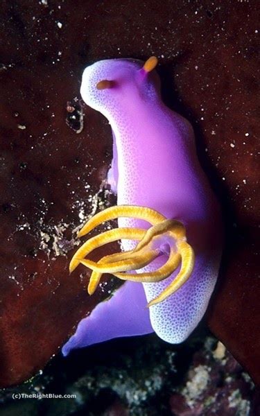 The Right Blue: Purple sea slug (Hypselodoris apolegma)