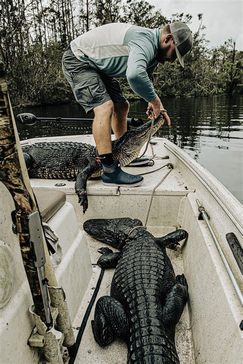 When Is Louisiana Alligator Season?