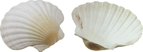 Seashell Png Transparent Image Download Size 3290x1199px