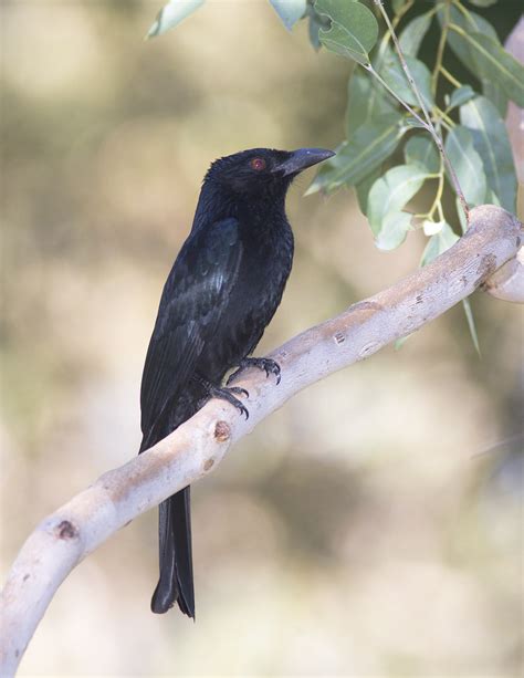 Spangled Drongo Dicrurus Bracteatus In The Backyard At C Flickr