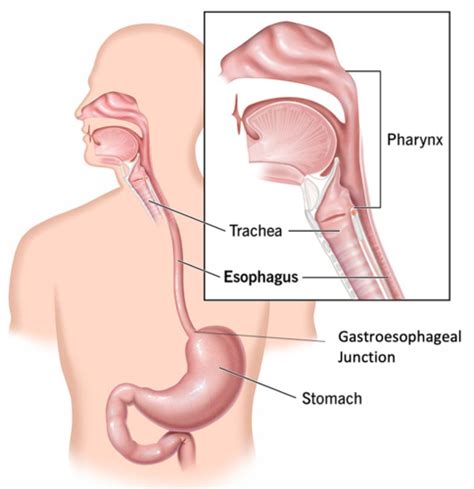 Gastrointestinal GI Flashcards Quizlet