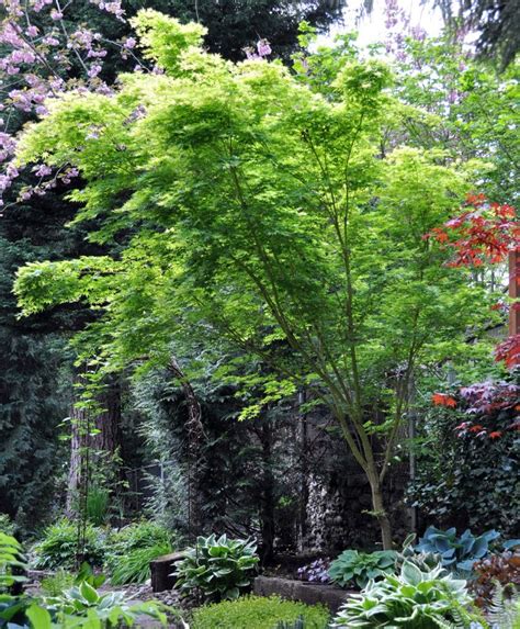 Coral Bark Japanese Maple A Tree Garden