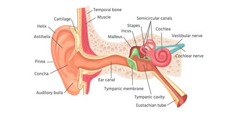 Treatment And Prevention Of Cauliflower Ear Sterosport