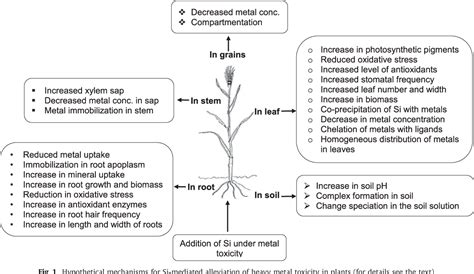 Mechanisms Of Silicon Mediated Alleviation Of Heavy Metal Toxicity In