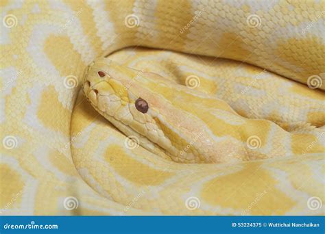 Goldpythonschlange Albinoschlange Stockbild Bild Von Pythonschlange