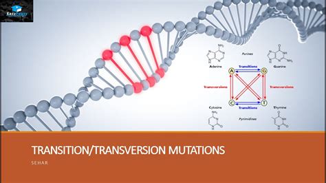 Transition Vs Transversion Mutations Youtube