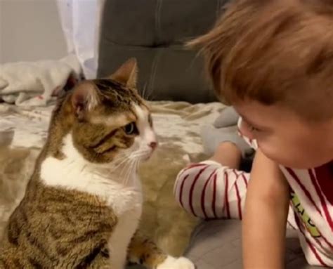 Il Tentativo Del Gatto Di Calmare Il Bambino Che Fa I Capricci Non