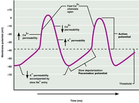 CA1 Physio 01 CV Electrical Activity Flashcards Chegg In 2023