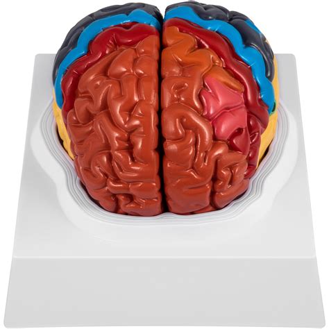 VEVOR Modelo de Anatomía del Cerebro Humano Chile Ubuy