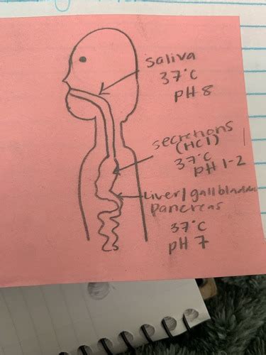 Midterm Flashcards Quizlet