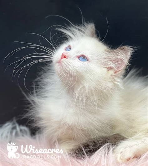 Blue Point Bicolor Ragdoll Kittens For Sale Wiseacres