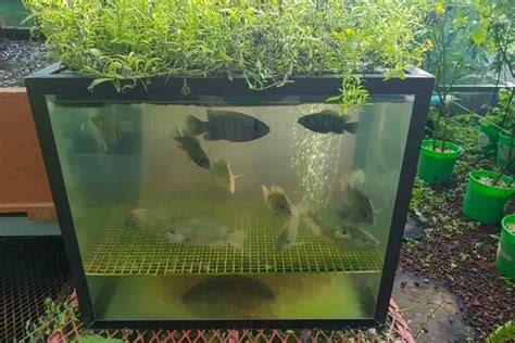 care  fish  aquaponics gardenia organic