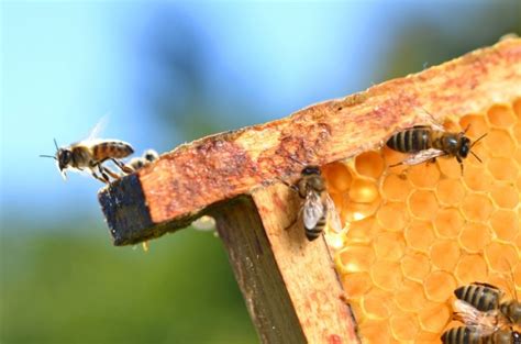 Future Food Could Edible Bee Larvae Help Feed The World By