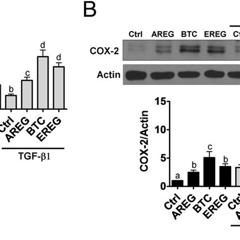 TGF 1 Enhances AREG BTC And EREG Induced COX 2 Expression In SVOG