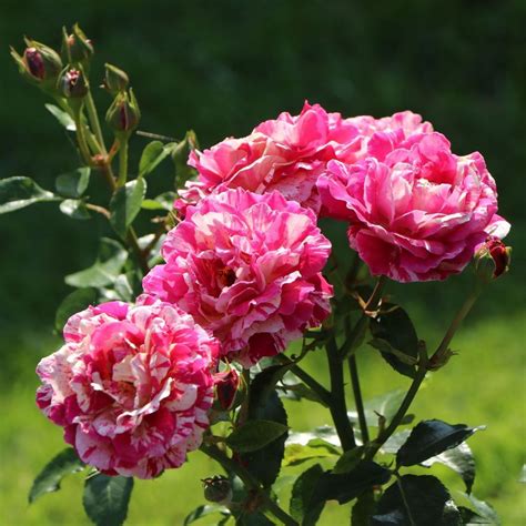 Abracadabra ® | Roses' Name