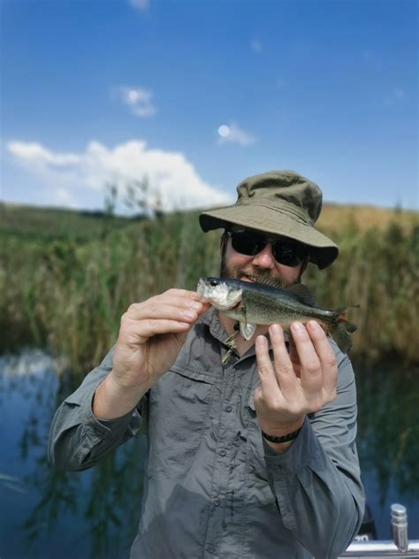 Largemouth Bass From Maluti A Phofung Local Municipality Sydafrika On