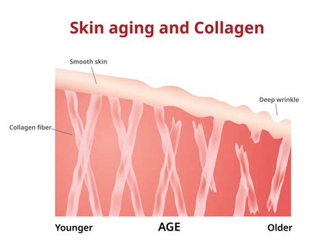 When Do We Start Losing Collagen And How To Boost It Skin Loft