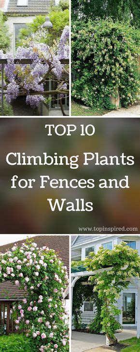 Top 10 Beautiful Climbing Plants For Fences And Walls Climbing Plants