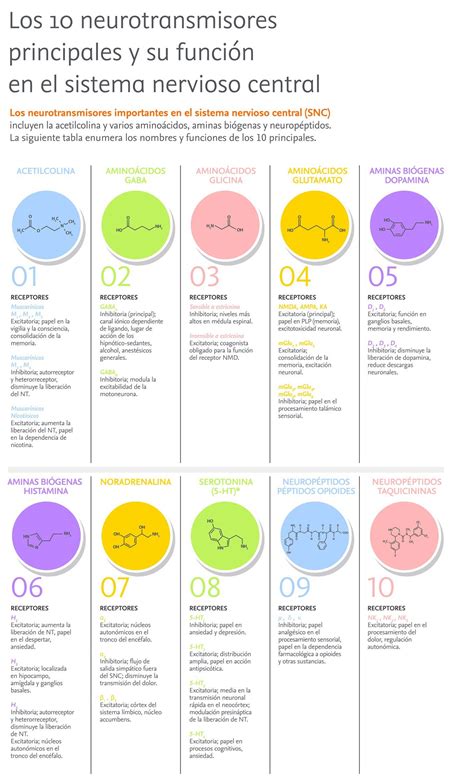 Neurotransmisores Bases Biológicas De La Conducta