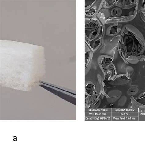 The produced sponge (a). The SEM image of the sponge (b). | Download ... 