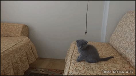 Scottish Fold Sitting 