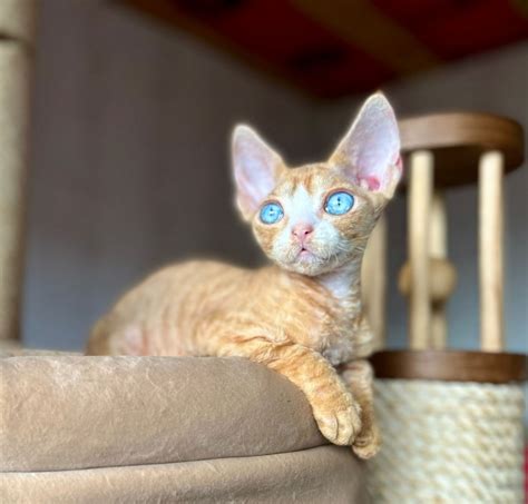 Devon Rex Cats For Sale | Miami, FL #544166 | Petzlover