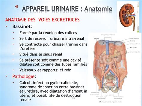 Appareil Urinaire Cours