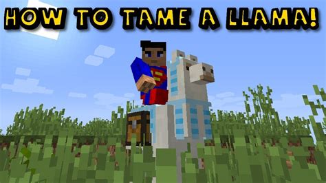 How To Ride And Tame A Llama In Minecraft Youtube