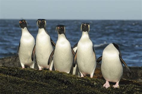 Penguins – Spy in the Huddle | John Downer Productions Ltd.