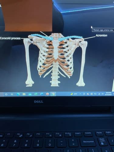 Bio Lab Appendicular Skeleton Pectoral Girdle Flashcards Quizlet