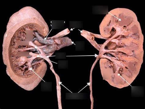 urinary system Diagram | Quizlet