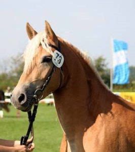 Staatspr Mie F R Eine Weitere Blonde Freundin Willkommen Auf Unserem Hof