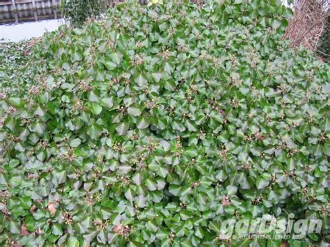 Hedera Hibernica Arbori Compact Gardsign