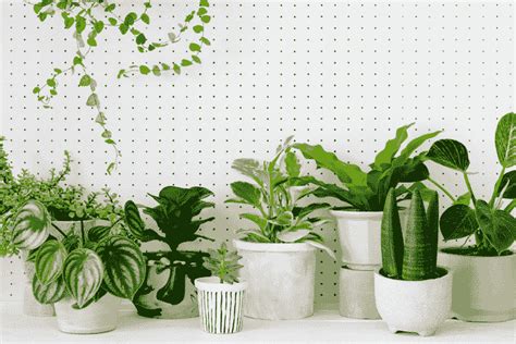 5 indoor plants that are great at cleaning the air in enclosed places