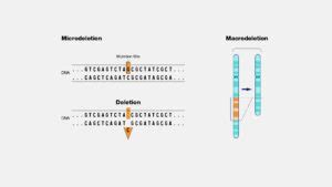 Deletion Mutation - Biology Simple