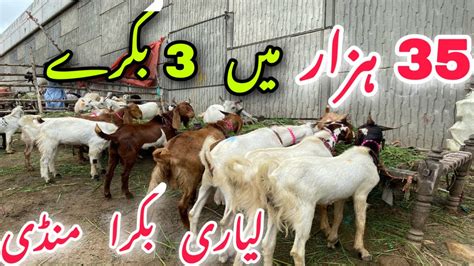 Liyari Bakra Mandi Update 2023 Sasta Bakra 2023 Ka Liye Bakra Mandi