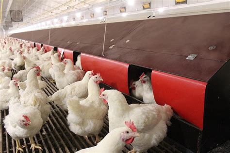 Cómo eligen las gallinas reproductoras dónde poner los huevos